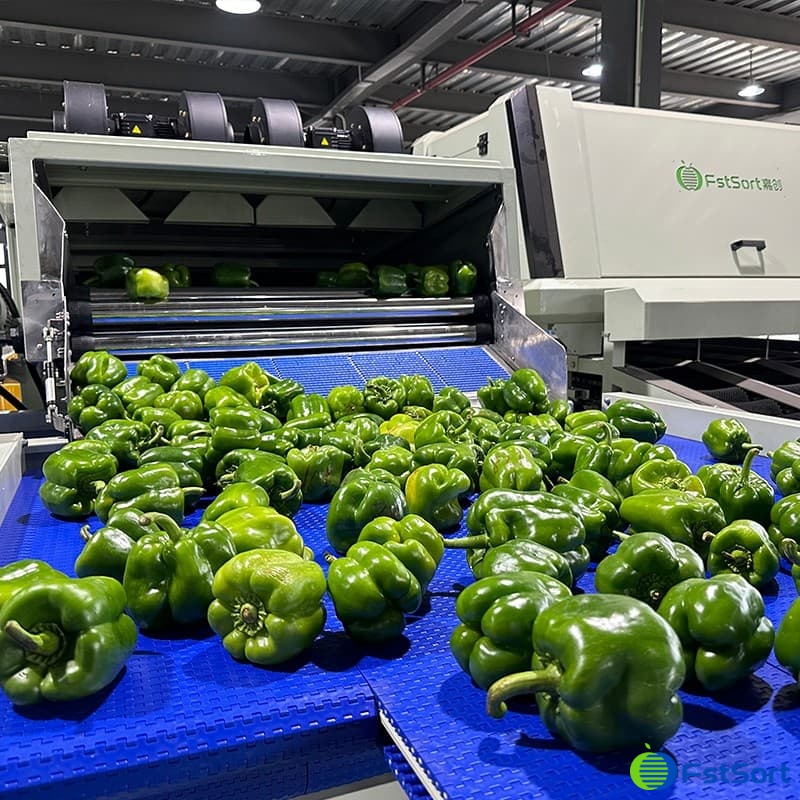 Clasificadora de pimiento verde.jpg Clasificadora de pimiento verde.jpg